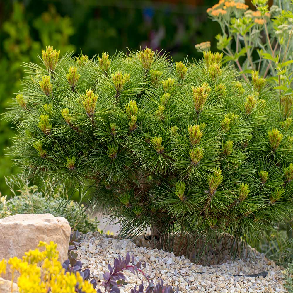 MUGO PINE 2gal