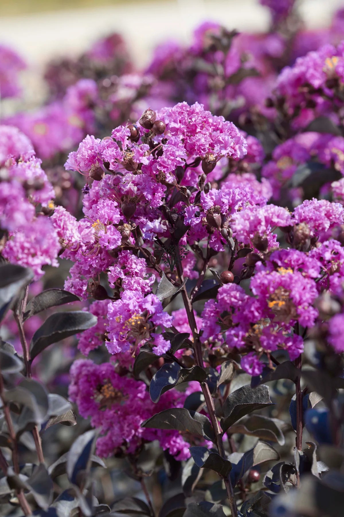 PURELY PURPLE CRAPE MYRTLE 2gal