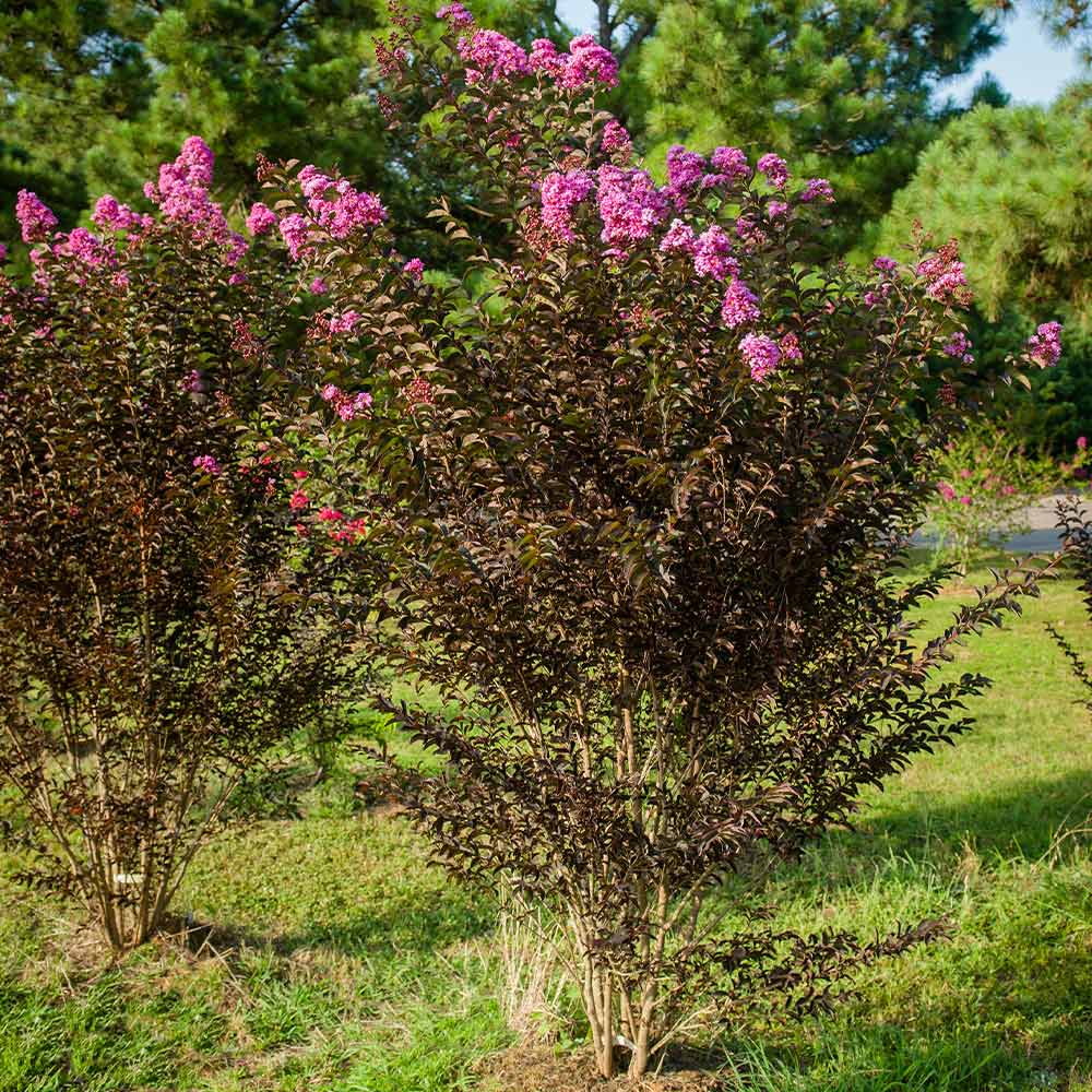 PURELY PURPLE CRAPE MYRTLE 2gal