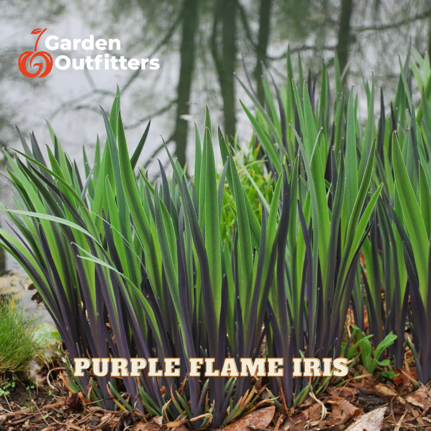 Purple Flame Iris plants with long, narrow leaves showing a deep purple underside and bright green upper blades, growing in a garden setting with mulch and blurred trees in the background. Text overlays read 'Purple Flame Iris' and show the 'Garden Outfitters' brand logo.