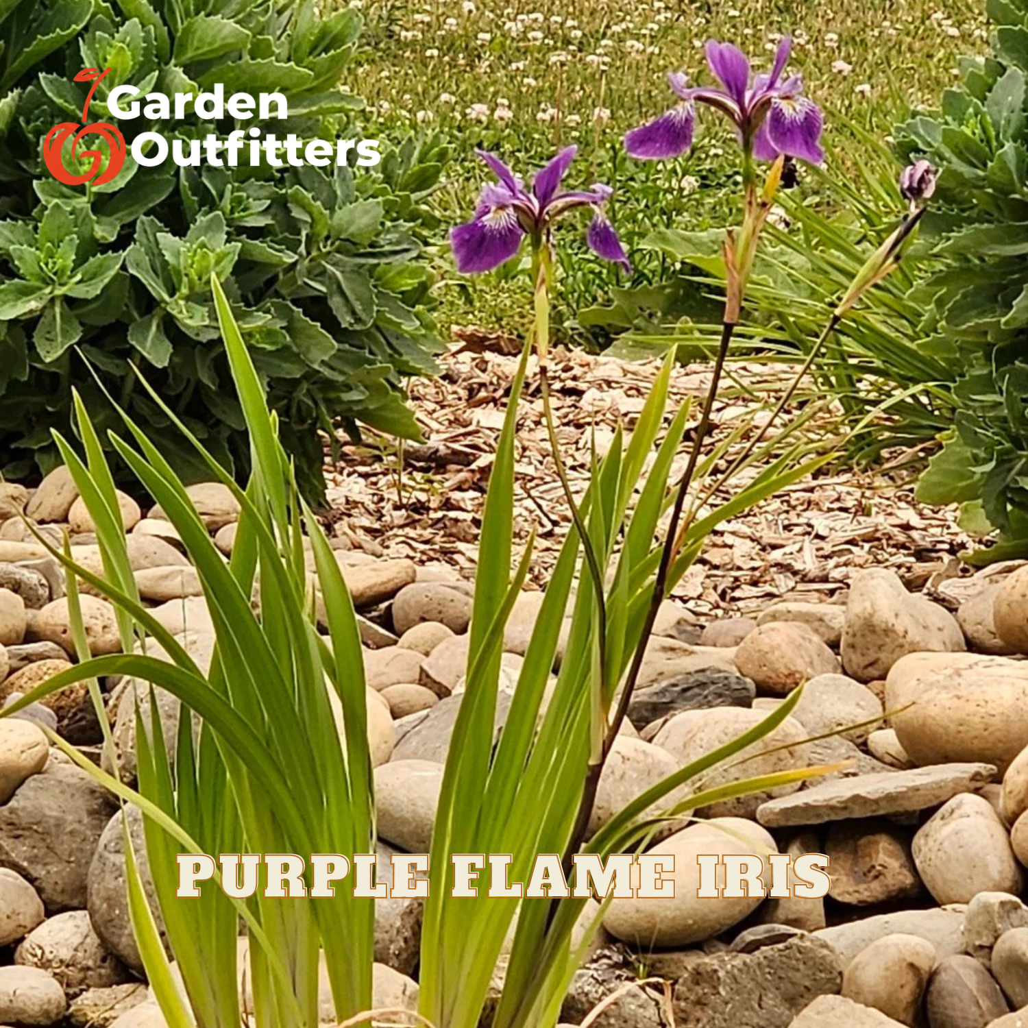 Purple flame iris flowers blooming in a garden bed with green foliage and a bed of light-colored rocks. The text 'PURPLE FLAME IRIS' is overlaid at the bottom, and the 'Garden Outfitters' logo is in the top left corner.
