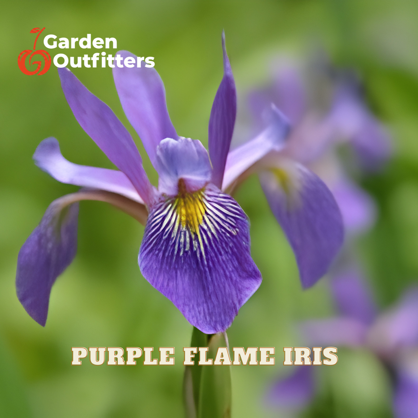 A close-up of a purple flame iris flower with a green blurred background, featuring the text 'Purple Flame Iris' and a 'Garden Outfitters' logo.