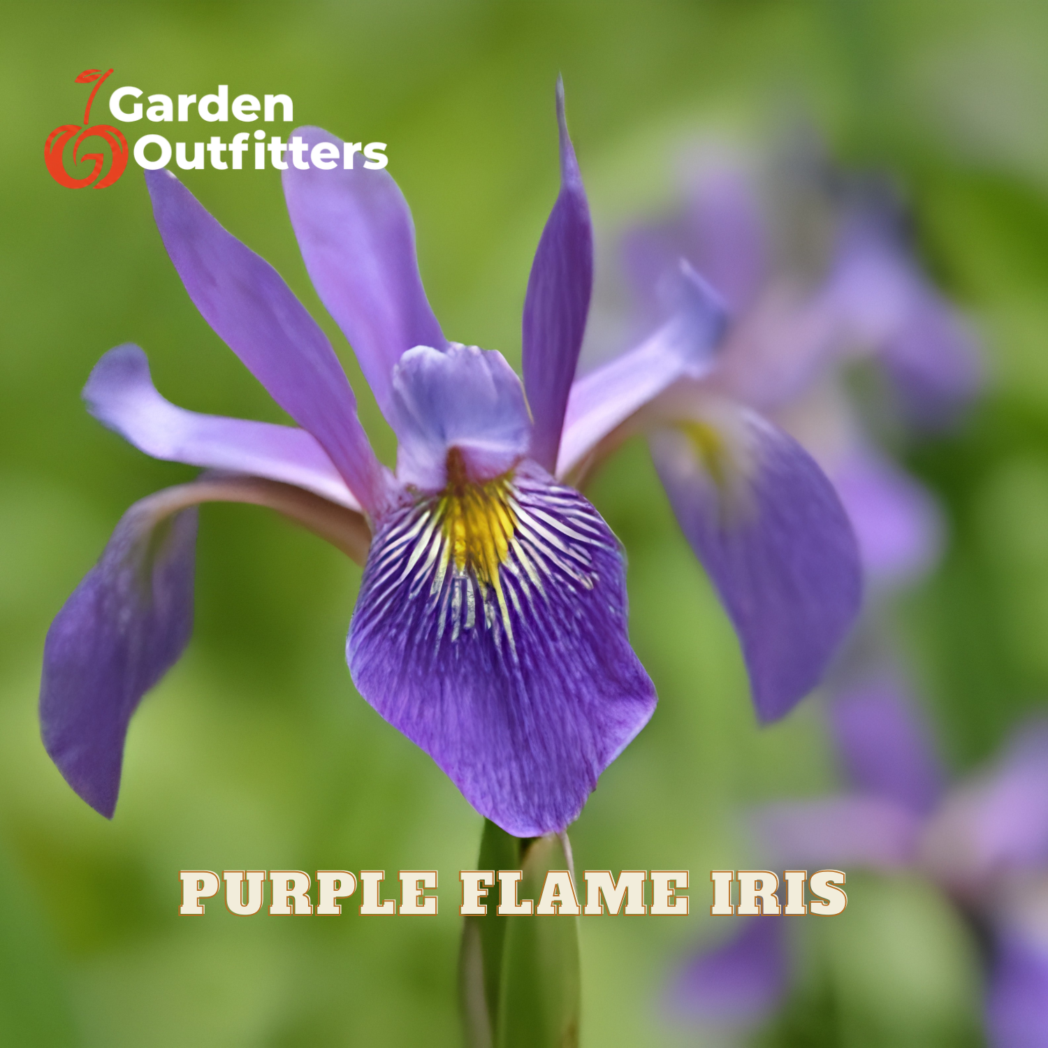 A close-up of a purple flame iris flower with a green blurred background, featuring the text 'Purple Flame Iris' and a 'Garden Outfitters' logo.