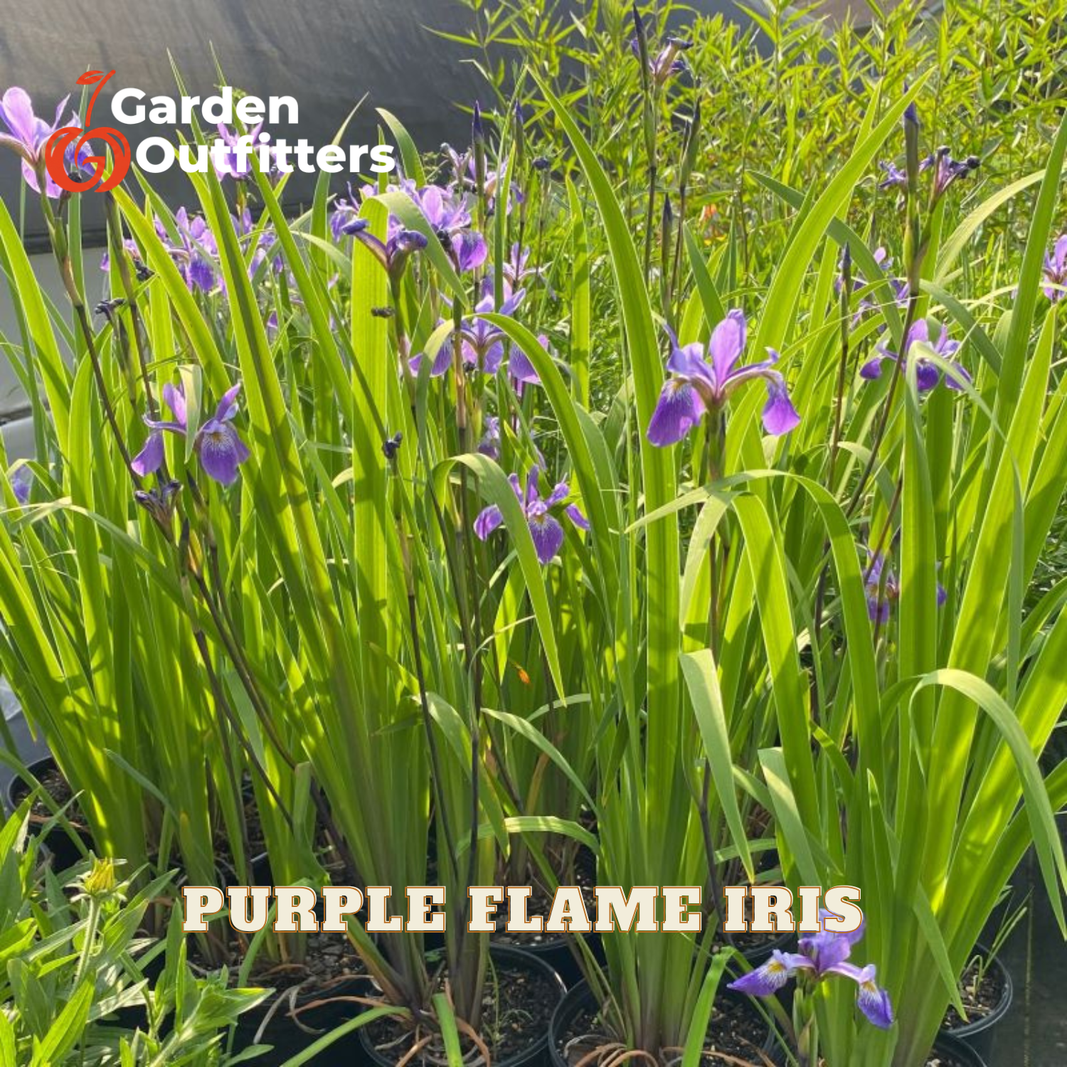 Purple Flame Iris plants in black nursery pots, featuring bright green sword-like leaves and small purple flowers, with 'Garden Outfitters' and 'PURPLE FLAME IRIS' text overlays.