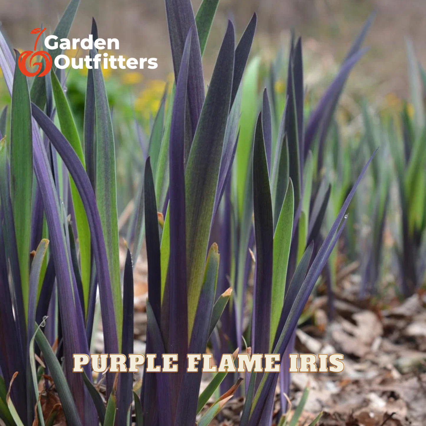 Purple flame iris plants with long, narrow leaves showing a deep purple center and green edges, growing in a garden bed with mulch. The text 'Purple Flame Iris' is overlaid at the bottom, and the 'Garden Outfitters' logo is in the top left corner.