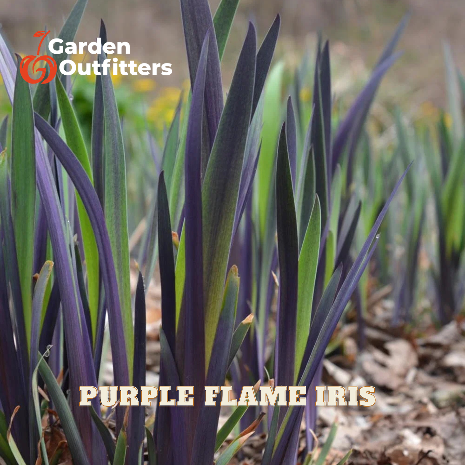 Purple flame iris plants with long, narrow leaves showing a deep purple center and green edges, growing in a garden bed with mulch. The text 'Purple Flame Iris' is overlaid at the bottom, and the 'Garden Outfitters' logo is in the top left corner.