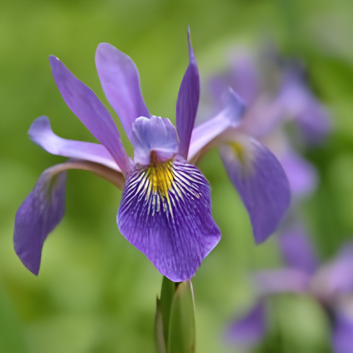 A close-up of a purple iris flower with a yellow and white center, set against a soft green blurred background.