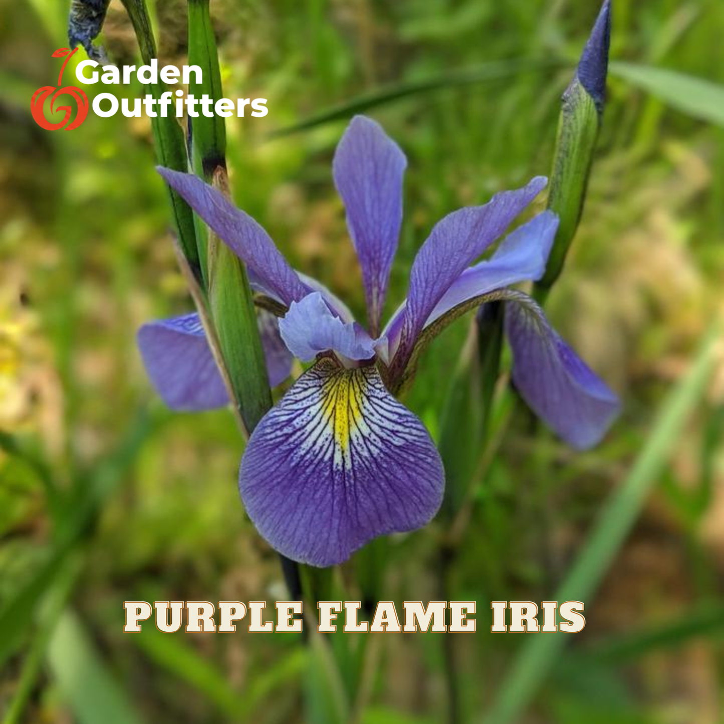 A purple flame iris flower in bloom with green foliage in the background, featuring a Garden Outfitters logo in the top left and the text 'PURPLE FLAME IRIS' at the bottom.