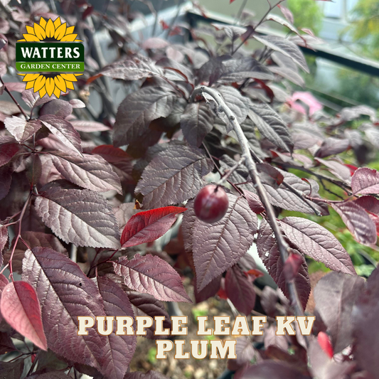 Purple leaf plum plant with Watters Garden Center logo