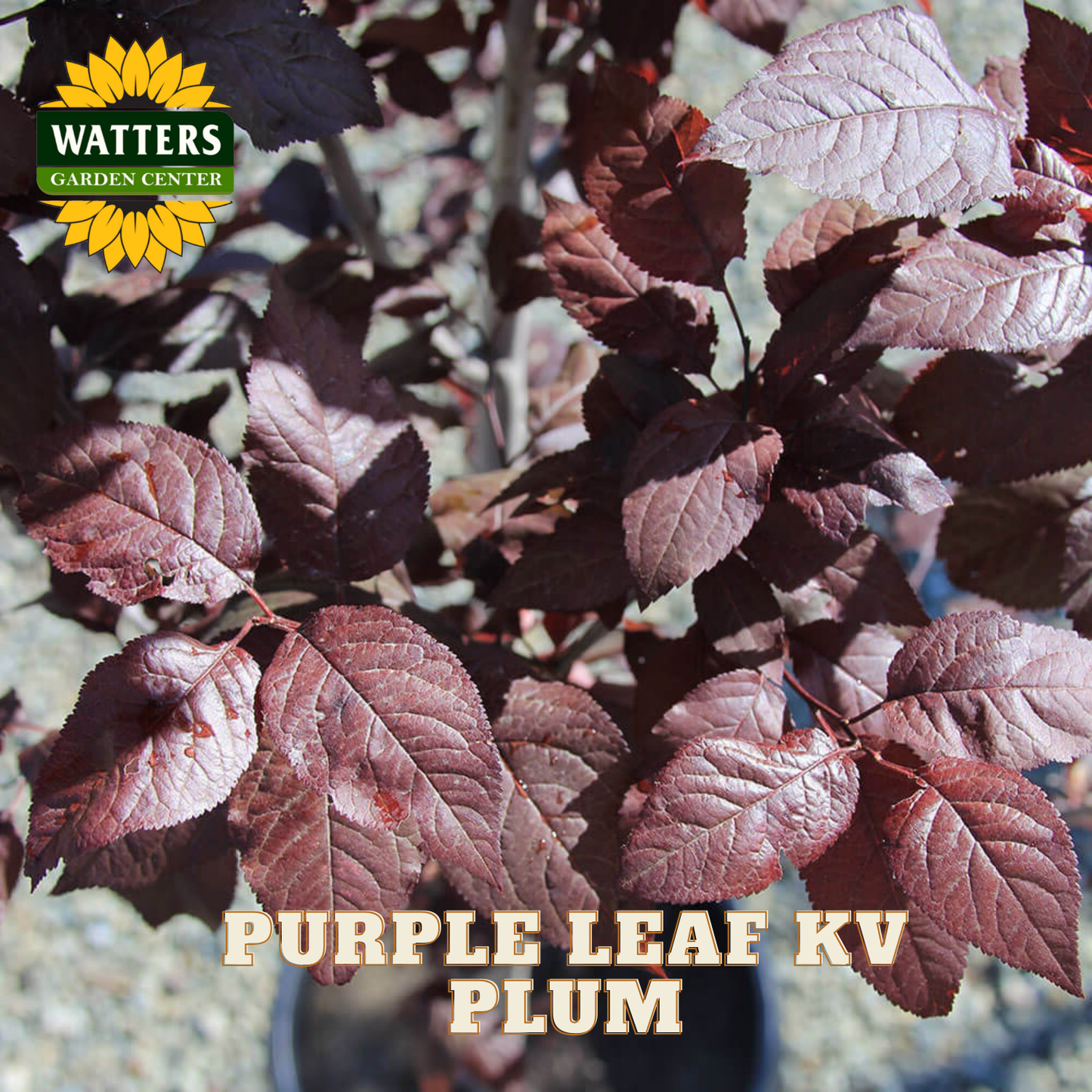 Purple leaf plum plant with Watters Garden Center logo