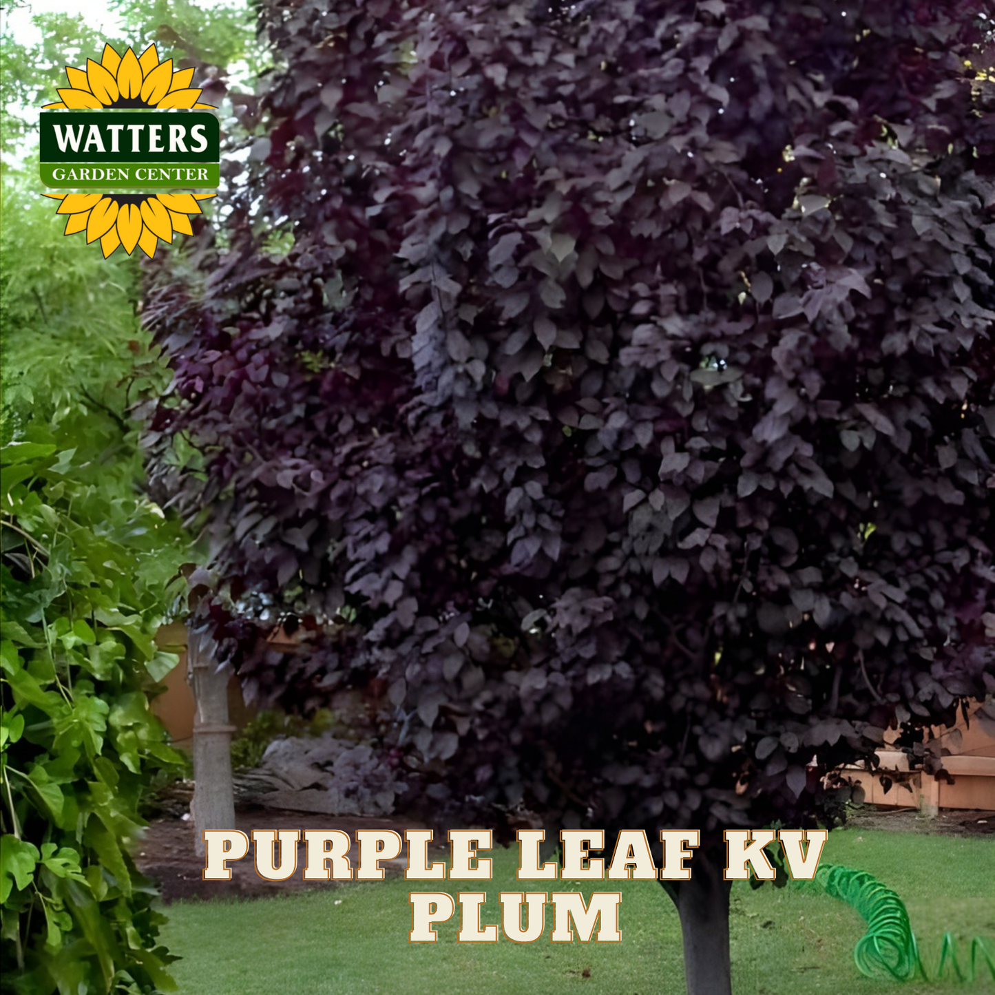 Purple leaf plum tree with Watters Garden Center logo in the background