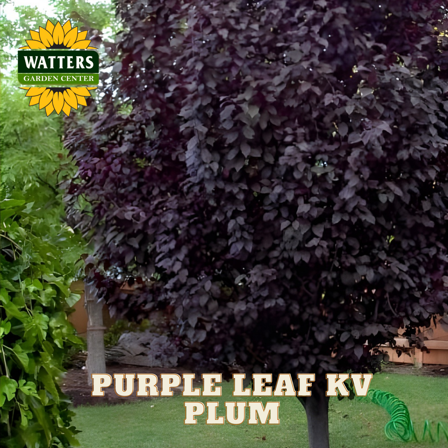 Purple leaf plum tree with Watters Garden Center logo in the background