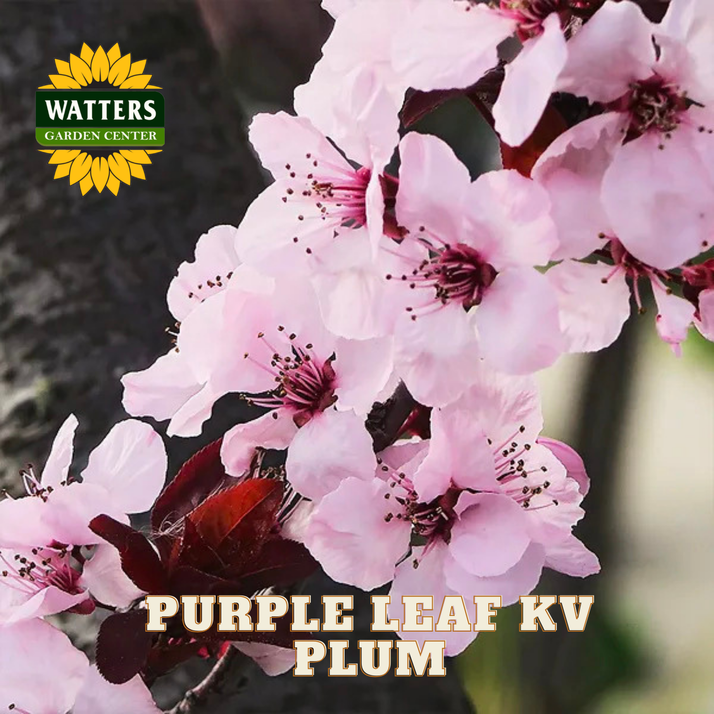 Branch of pink plum flowers with 'Watters Garden Center' logo and text 'Purple Leaf KV Plum'.