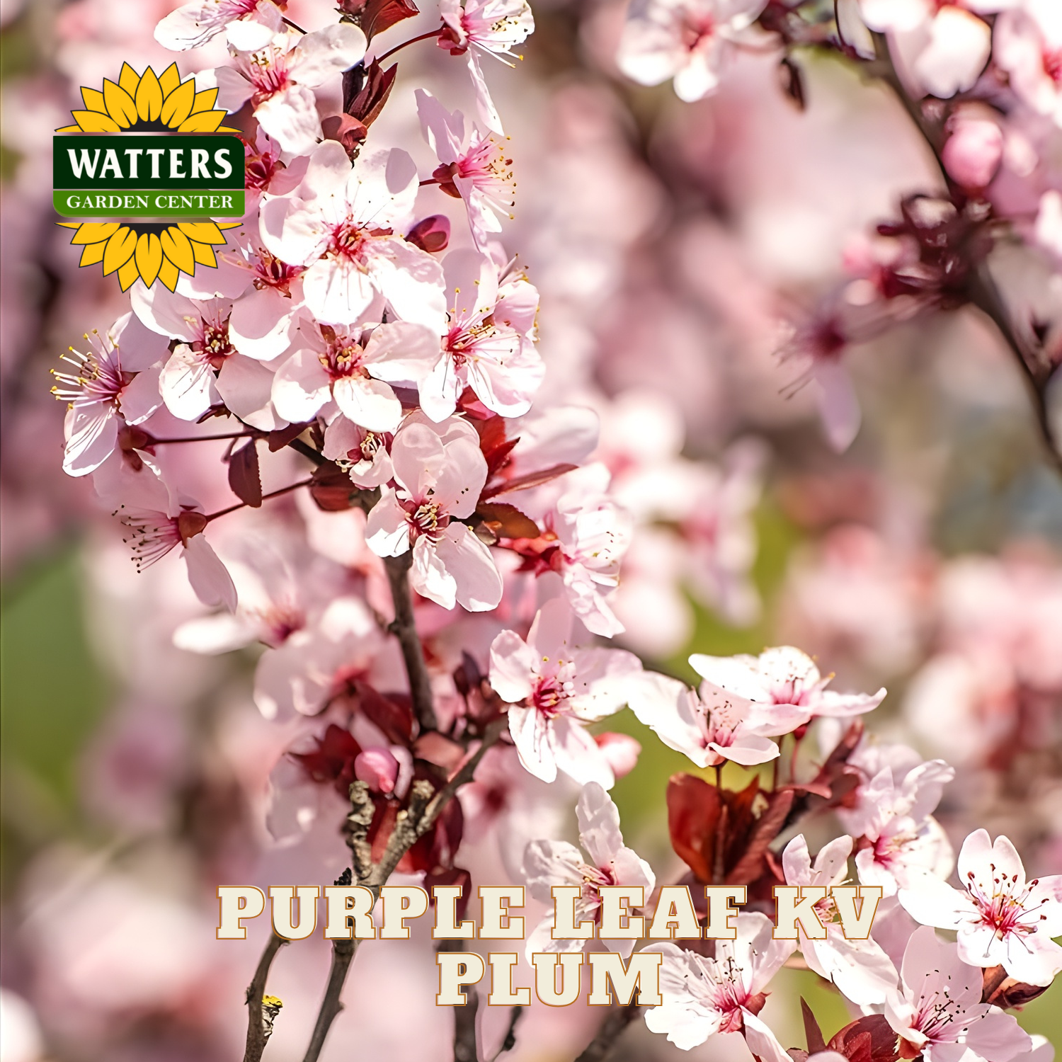 Pink plum blossoms with Watters Garden Center logo and text overlay.
