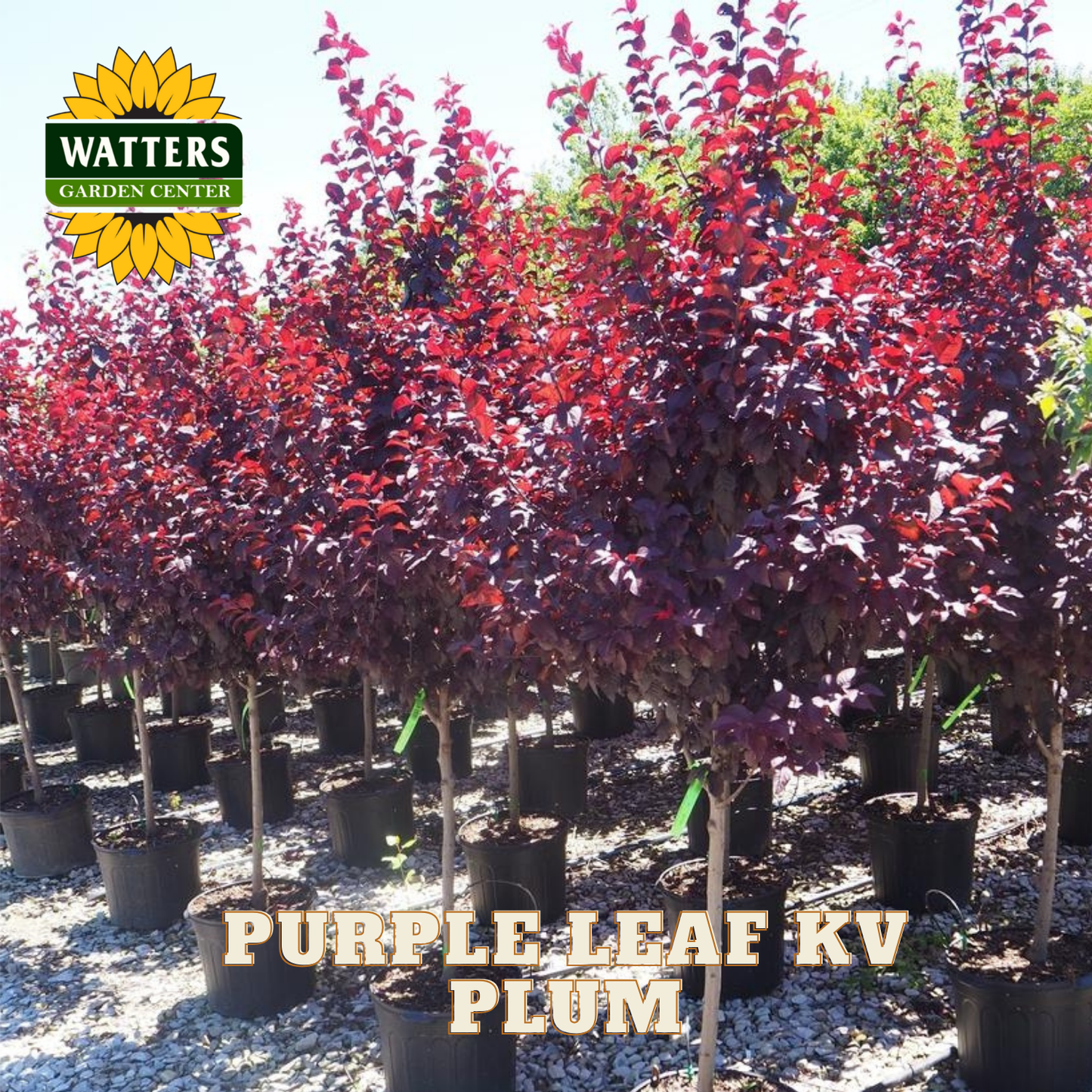 Row of purple leaf plum trees in pots with Watters Garden Center logo.