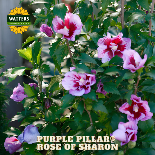 Purple Pillar Rose of Sharon flowers with Watters Garden Center branding.