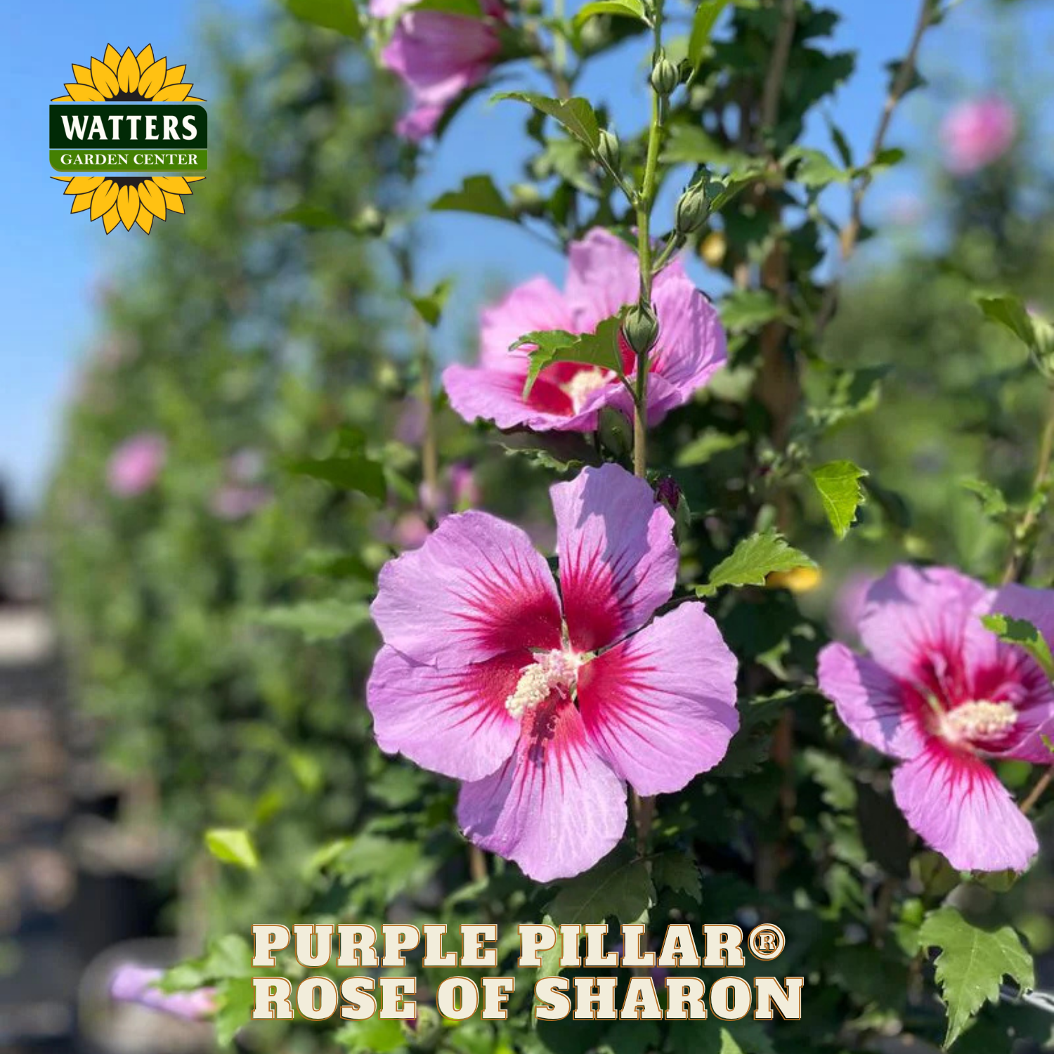 Purple Pillar Rose of Sharon flowers with Watters Garden Center logo.