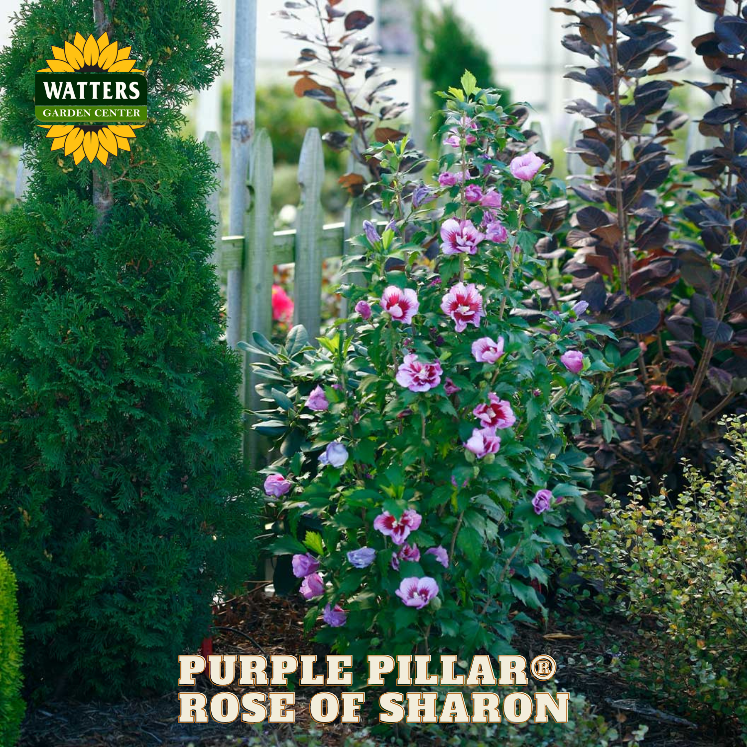 Purple Pillar Rose of Sharon plant with Watters Garden Center branding.