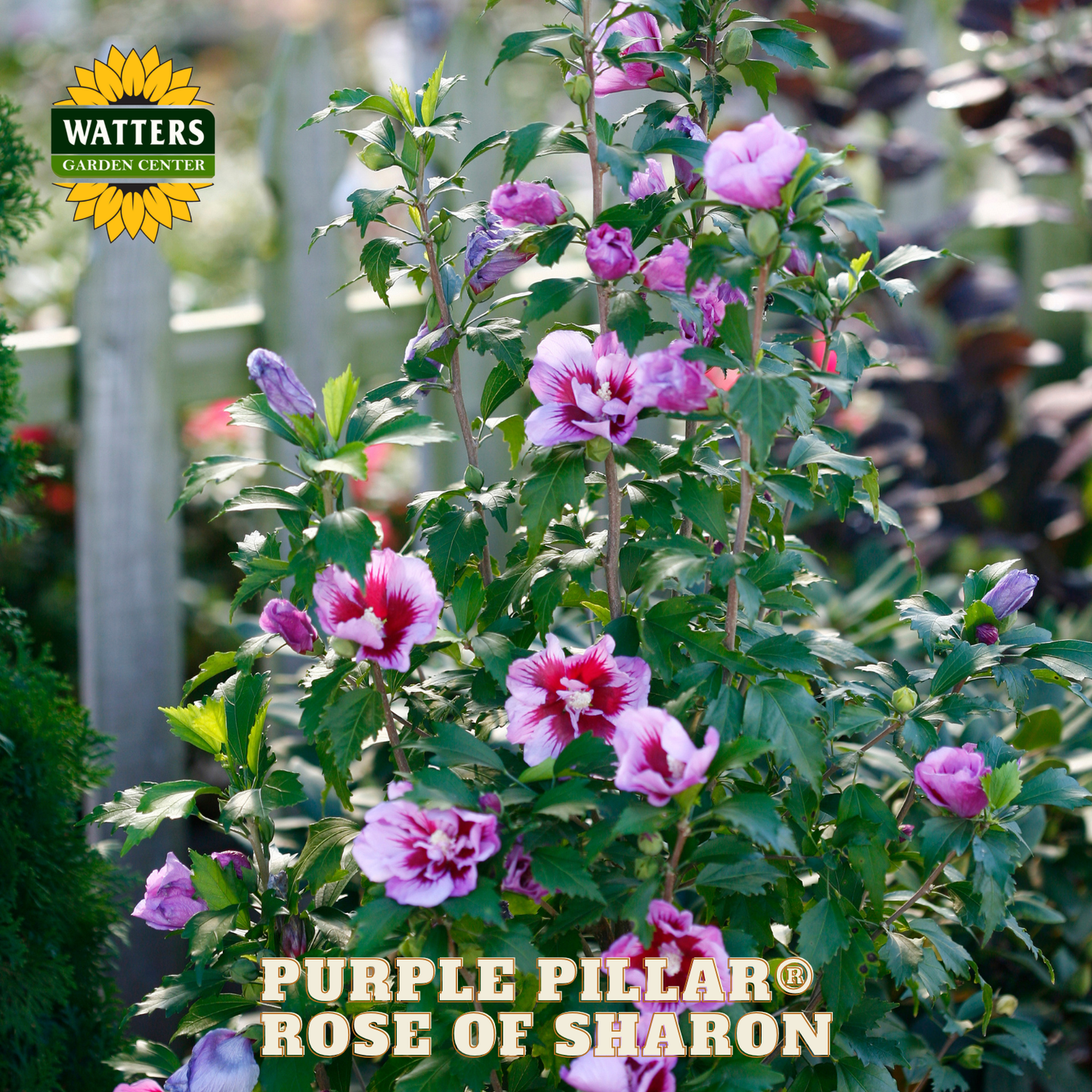 Purple Pillar Rose of Sharon plant with Watters Garden Center branding.