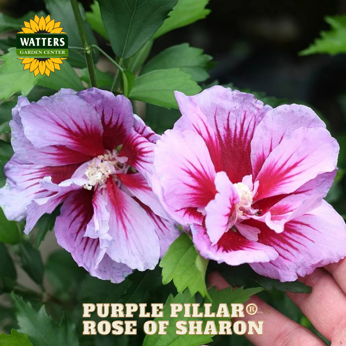 Two purple pillar rose of sharon flowers with a hand holding them, branded by Watters Garden Center.