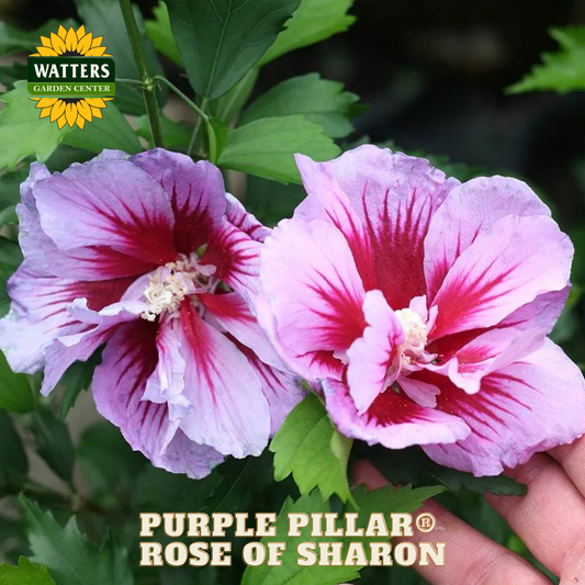 Two purple pillar rose of sharon flowers with a hand holding them, branded by Watters Garden Center.