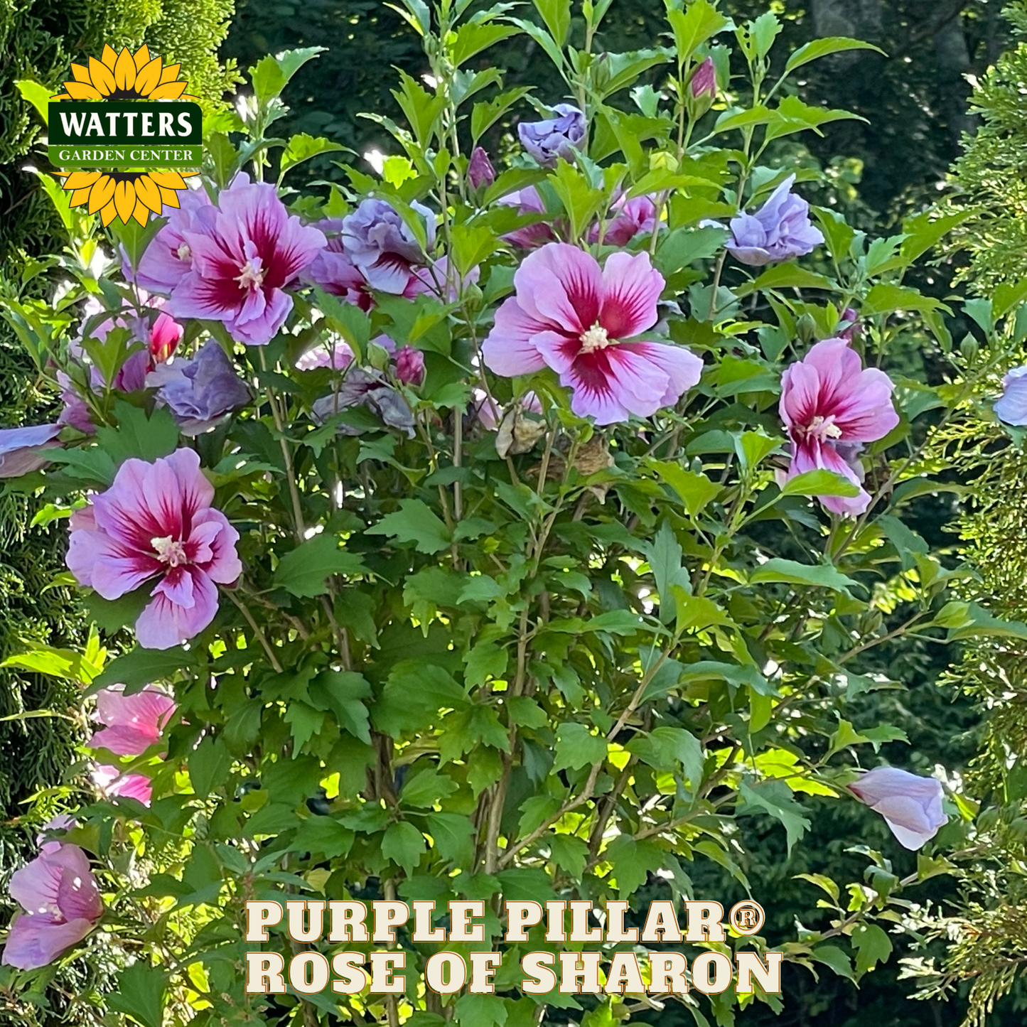 Purple Pillar Rose of Sharon plant with green leaves and pink flowers, branded with Watters Garden Center.
