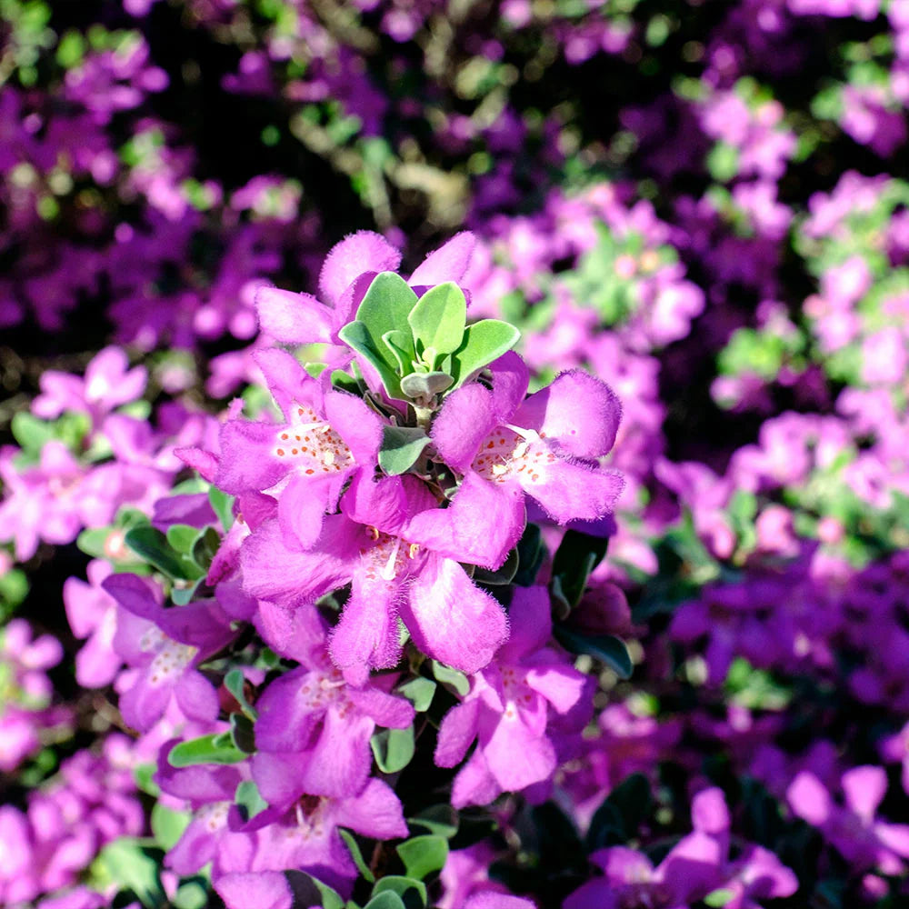 PURPLE RAIN TEXAS SAGE 1gal