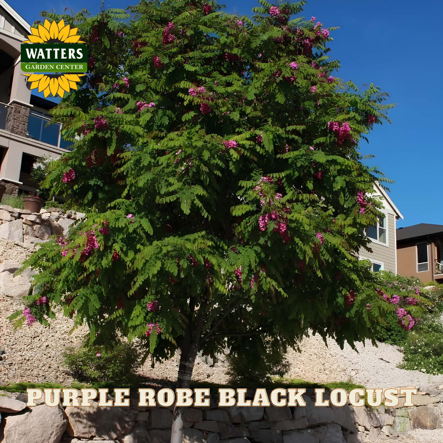 Purple Robe Black Locust tree with Watters Garden Center logo and text overlay.