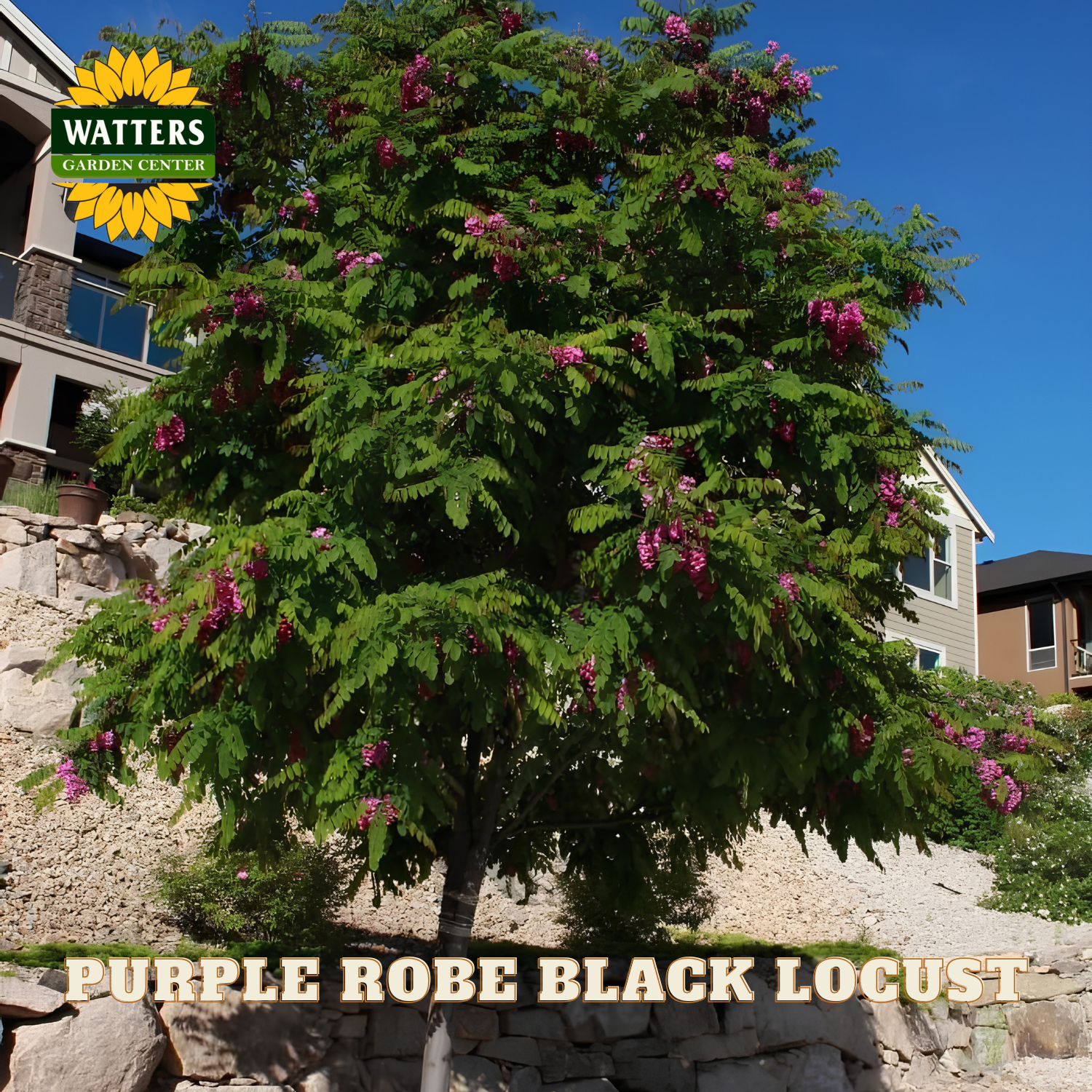 Purple Robe Black Locust tree with Watters Garden Center logo and text overlay.
