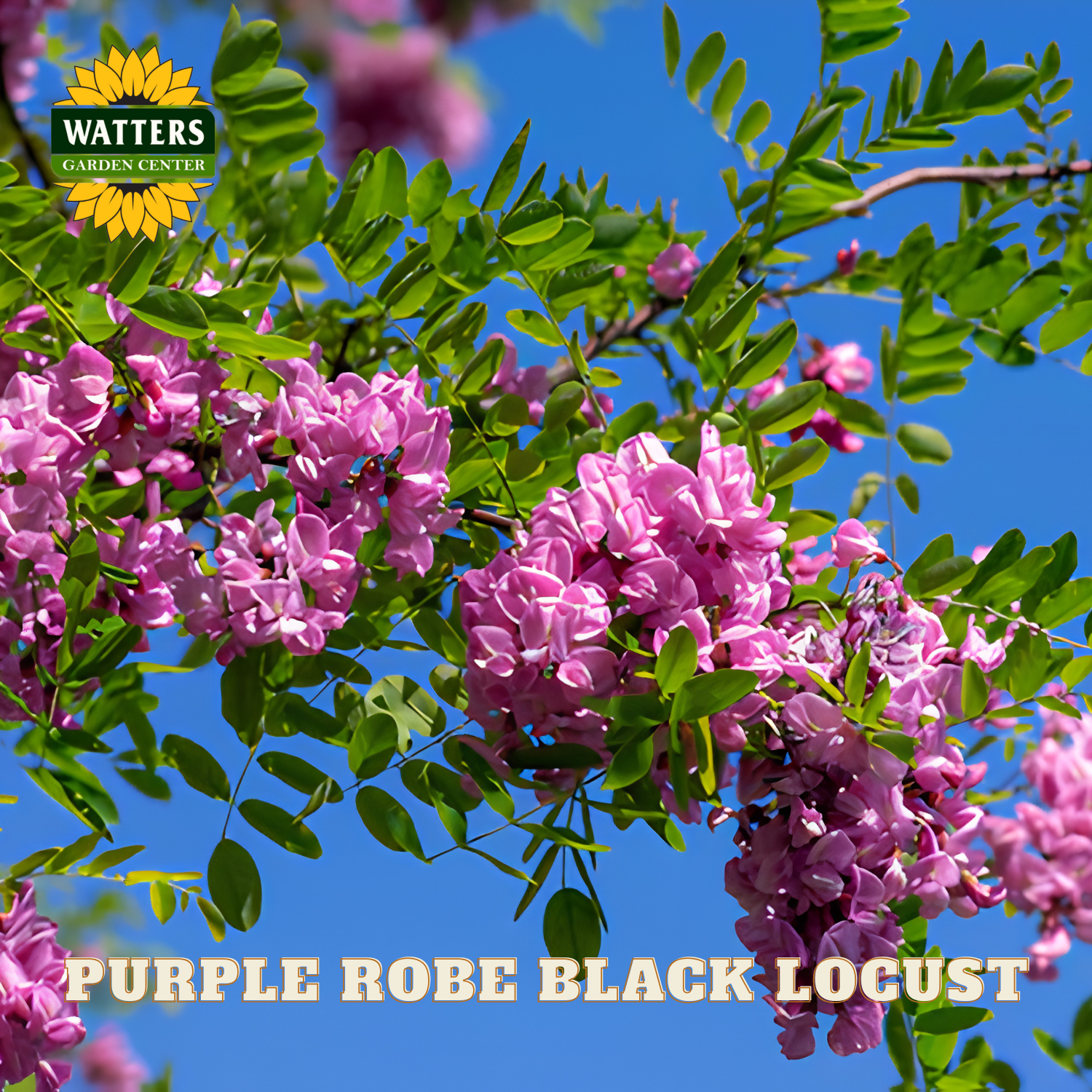 Purple robe locust tree with pink flowers against a blue sky, featuring Watters Garden Center logo.