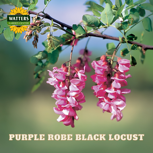 Purple robe locust tree with pink flowers and Watters Garden Center logo.
