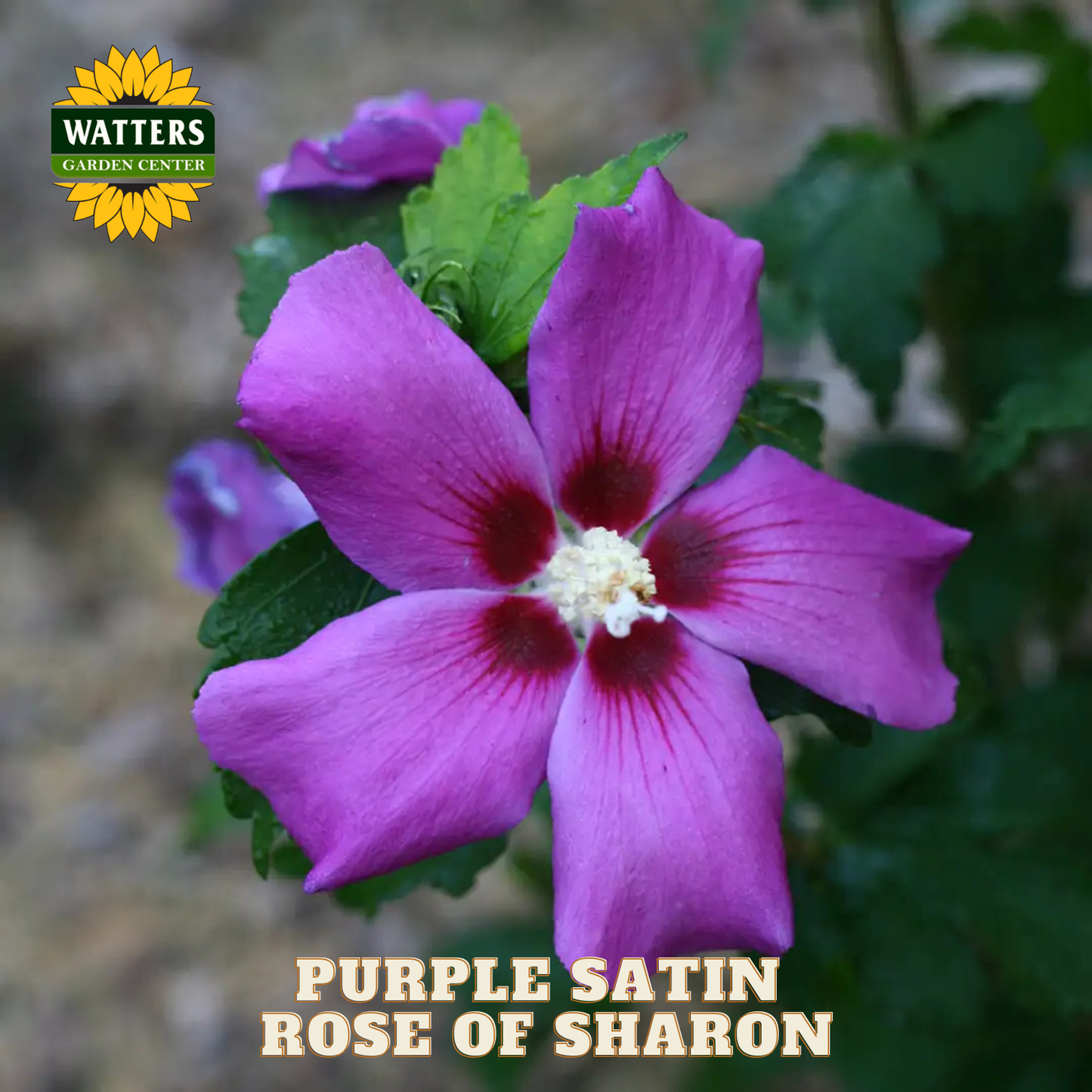 Purple satin rose of sharon flower with Watters Garden Center logo