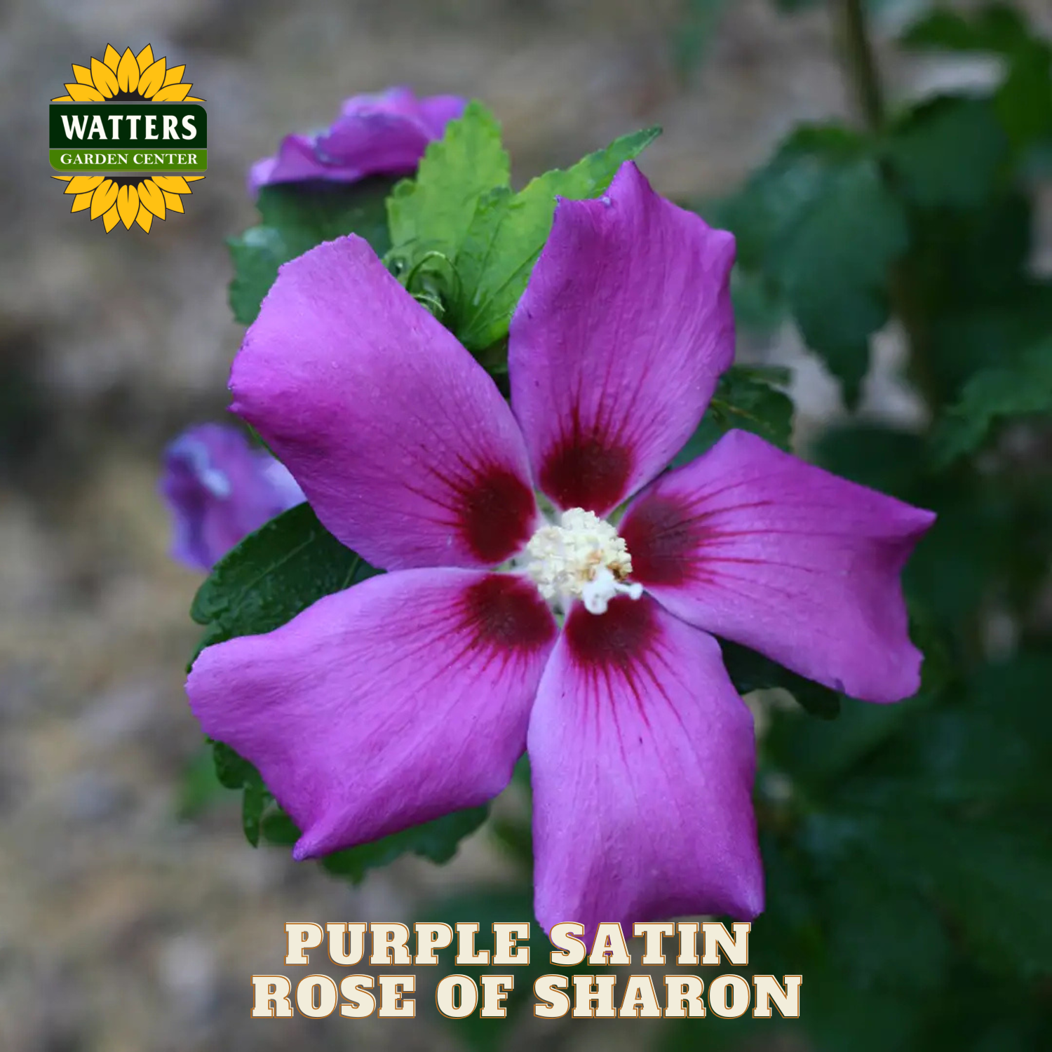 Purple satin rose of sharon flower with Watters Garden Center logo