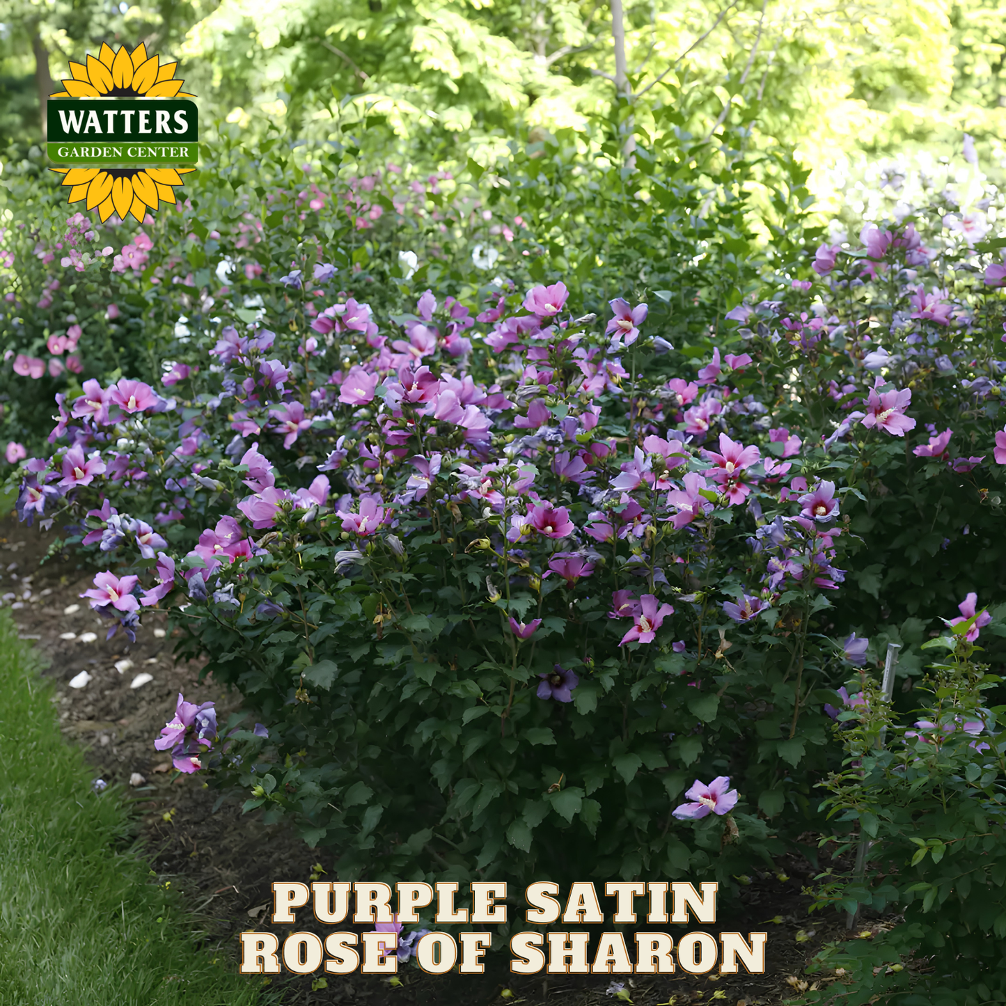 Purple Satin Rose of Sharon plant with Watters Garden Center logo