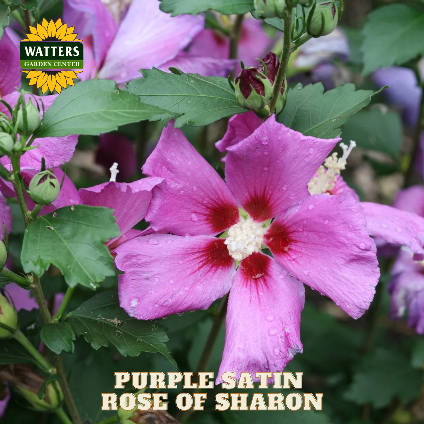 Purple satin rose of sharon flower with green leaves and Watters Garden Center logo.