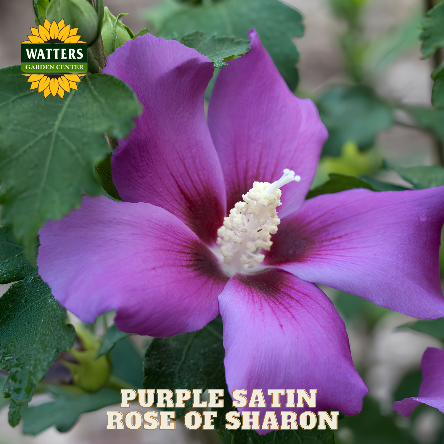 Purple satin rose of sharon flower with green leaves and Watters Garden Center logo.