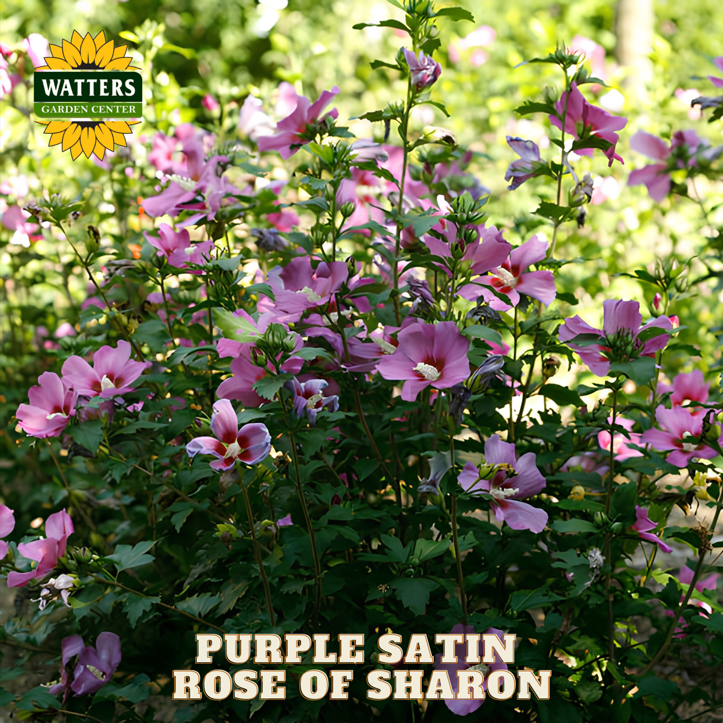 Purple satin rose of sharon flowers with Watters Garden Center branding.