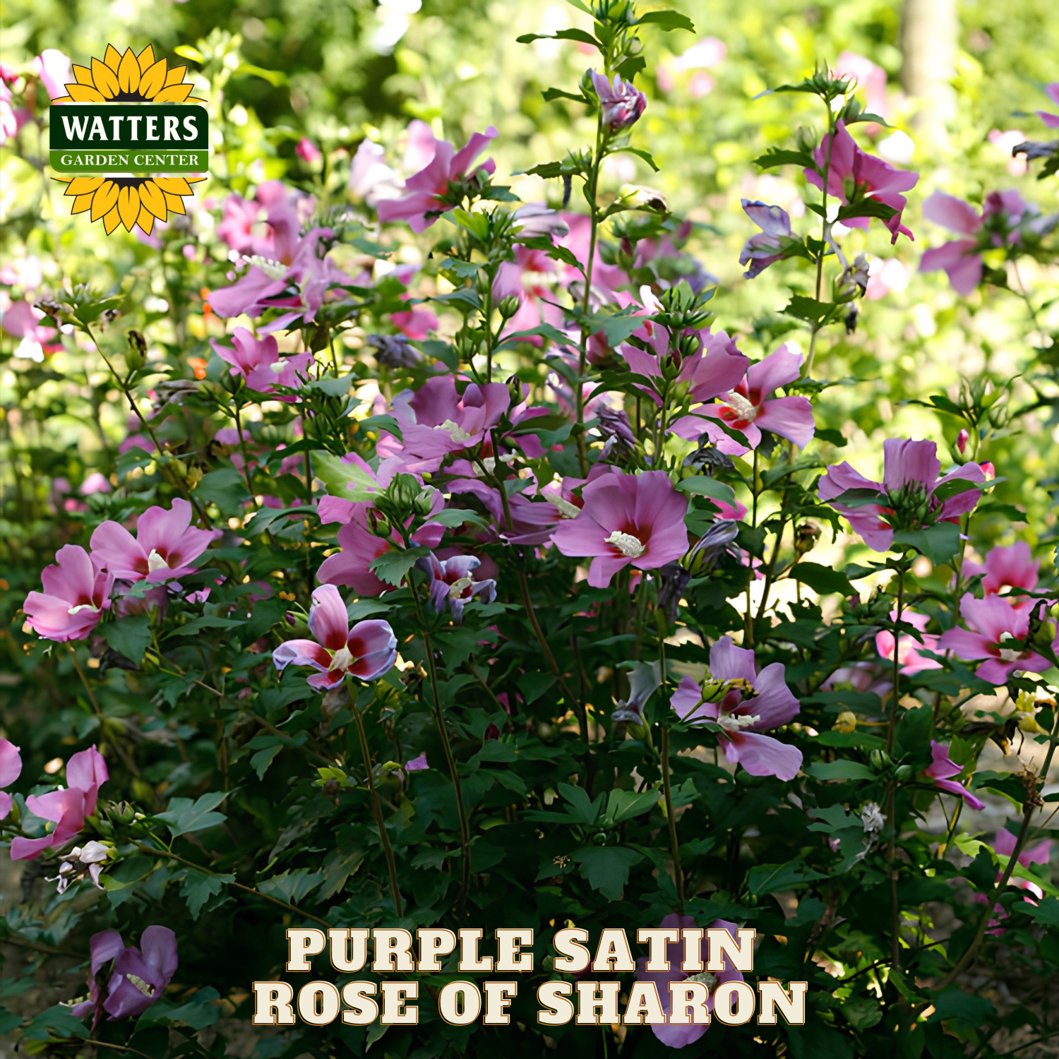 Purple satin rose of sharon flowers with Watters Garden Center branding.