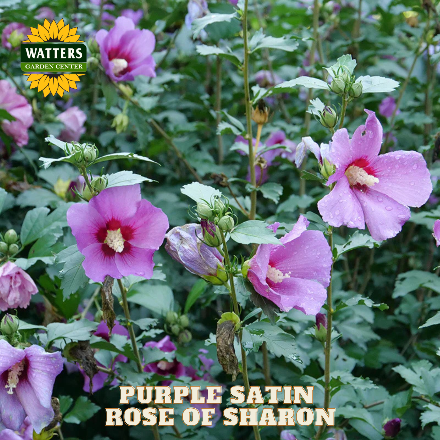Purple satin rose of sharon flowers with Watters Garden Center logo
