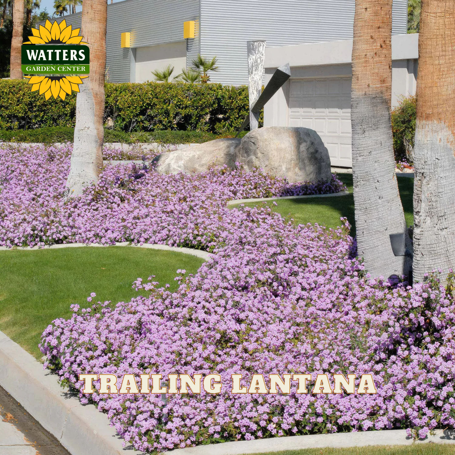 Garden scene with purple trailing lantana plants, Watters Garden Center logo, and text.