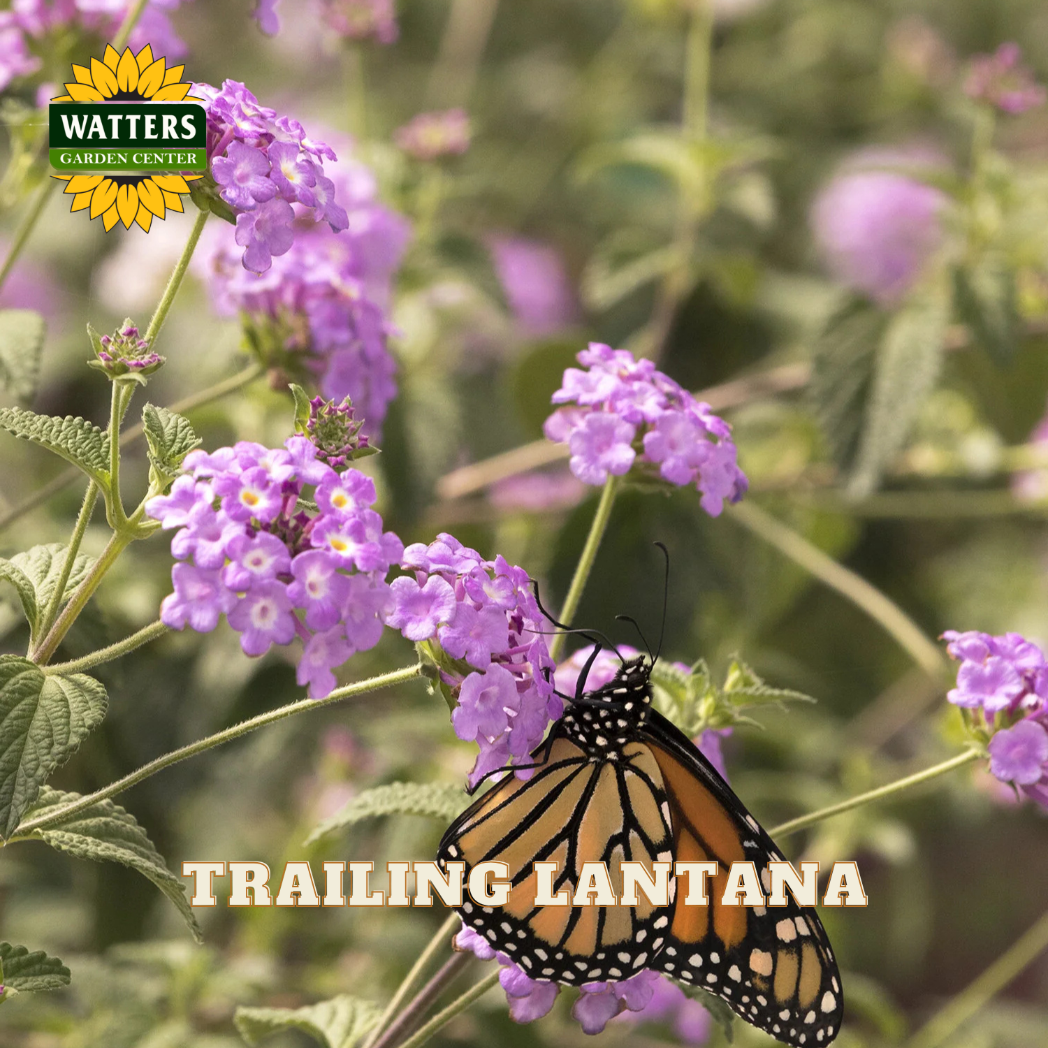 Butterfly on purple trailing lantana flowers with Watters Garden Center logo.