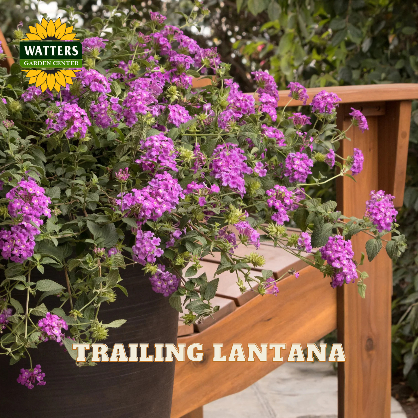 Potted trailing lantana plant with purple flowers on a wooden deck, Watters Garden Center branding visible.