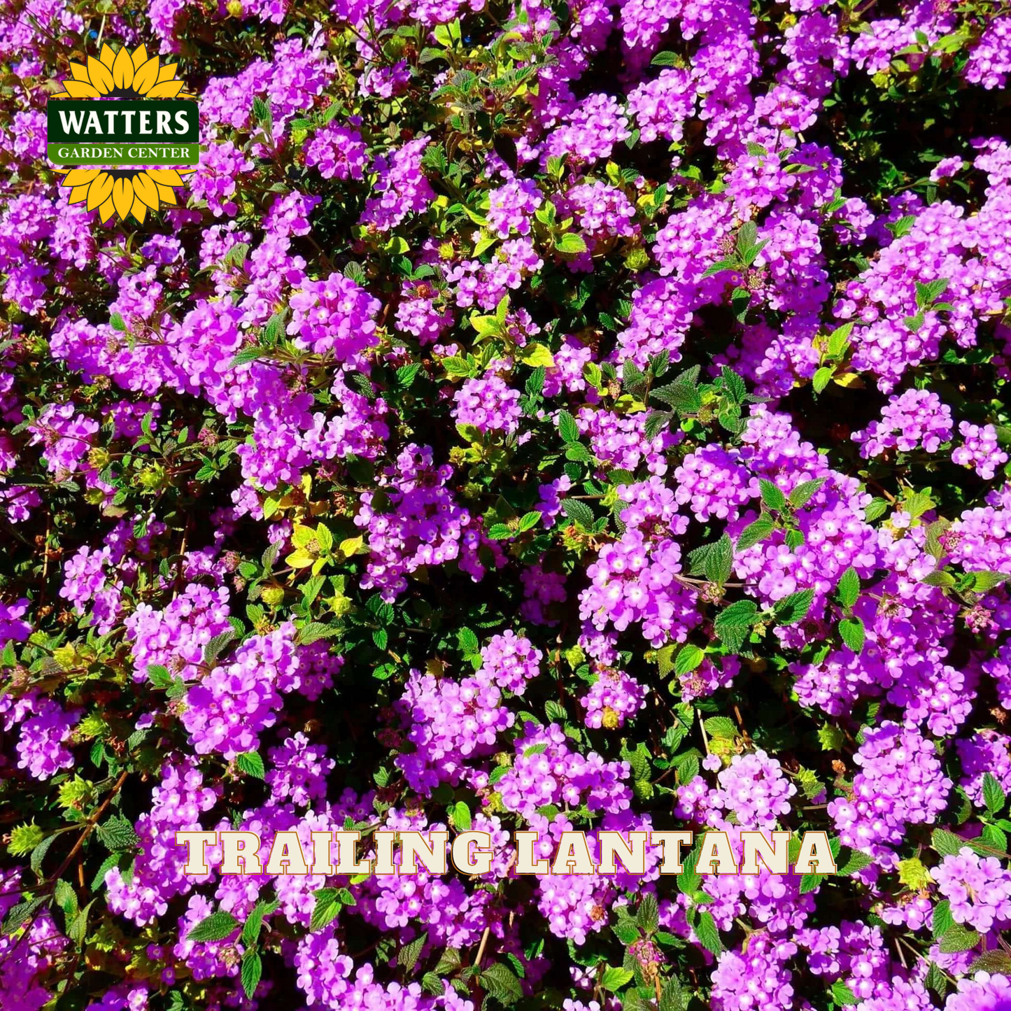 Purple trailing lantana flowers with Watters Garden Center logo.