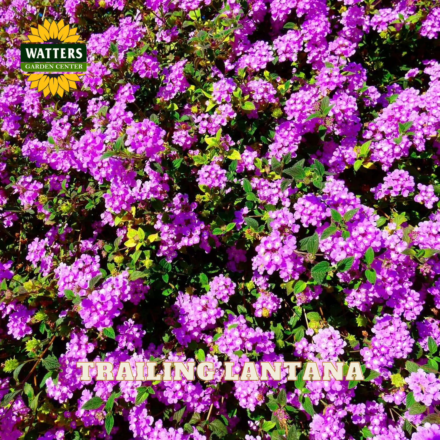 Purple trailing lantana flowers with Watters Garden Center logo.