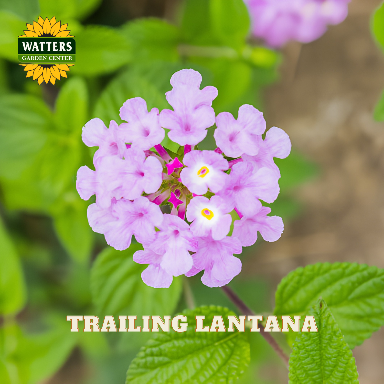 Purple flowers with green leaves and Watters Garden Center logo.