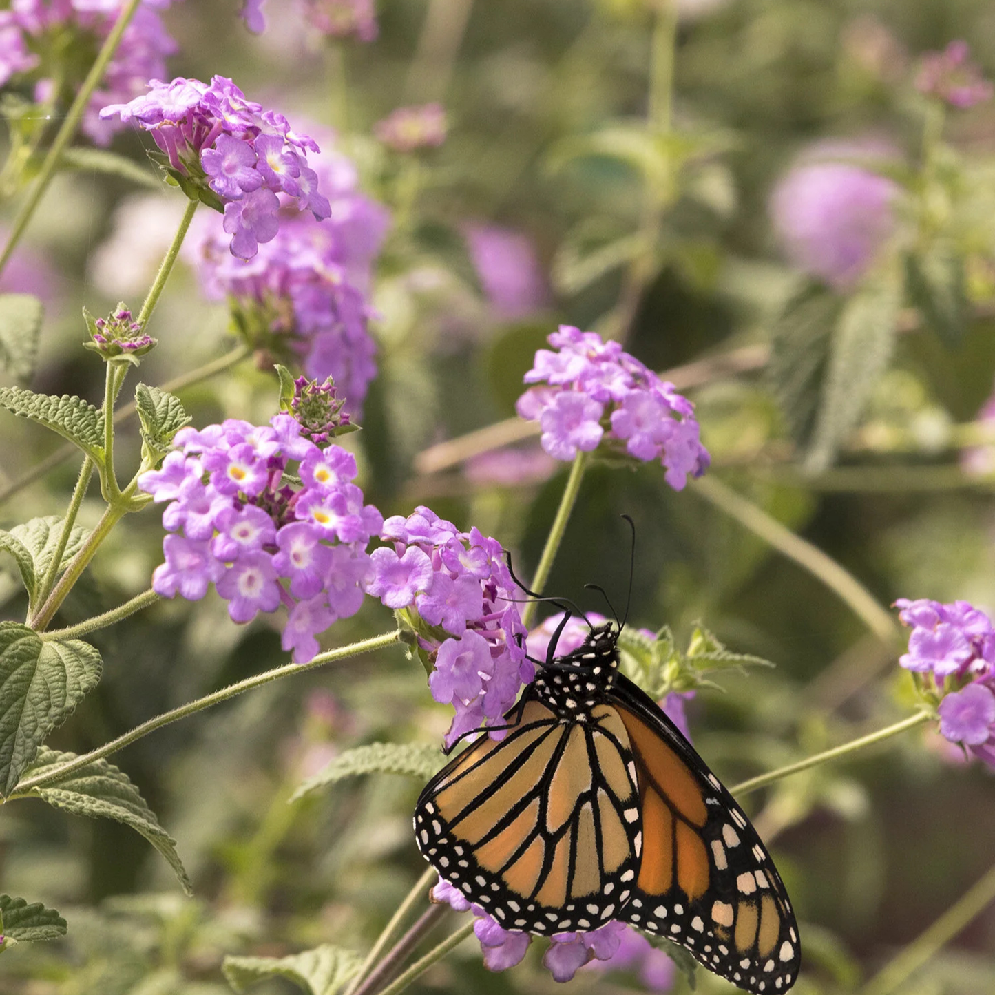 Monarch butterfly on a purple flower with a blurred green and purple background