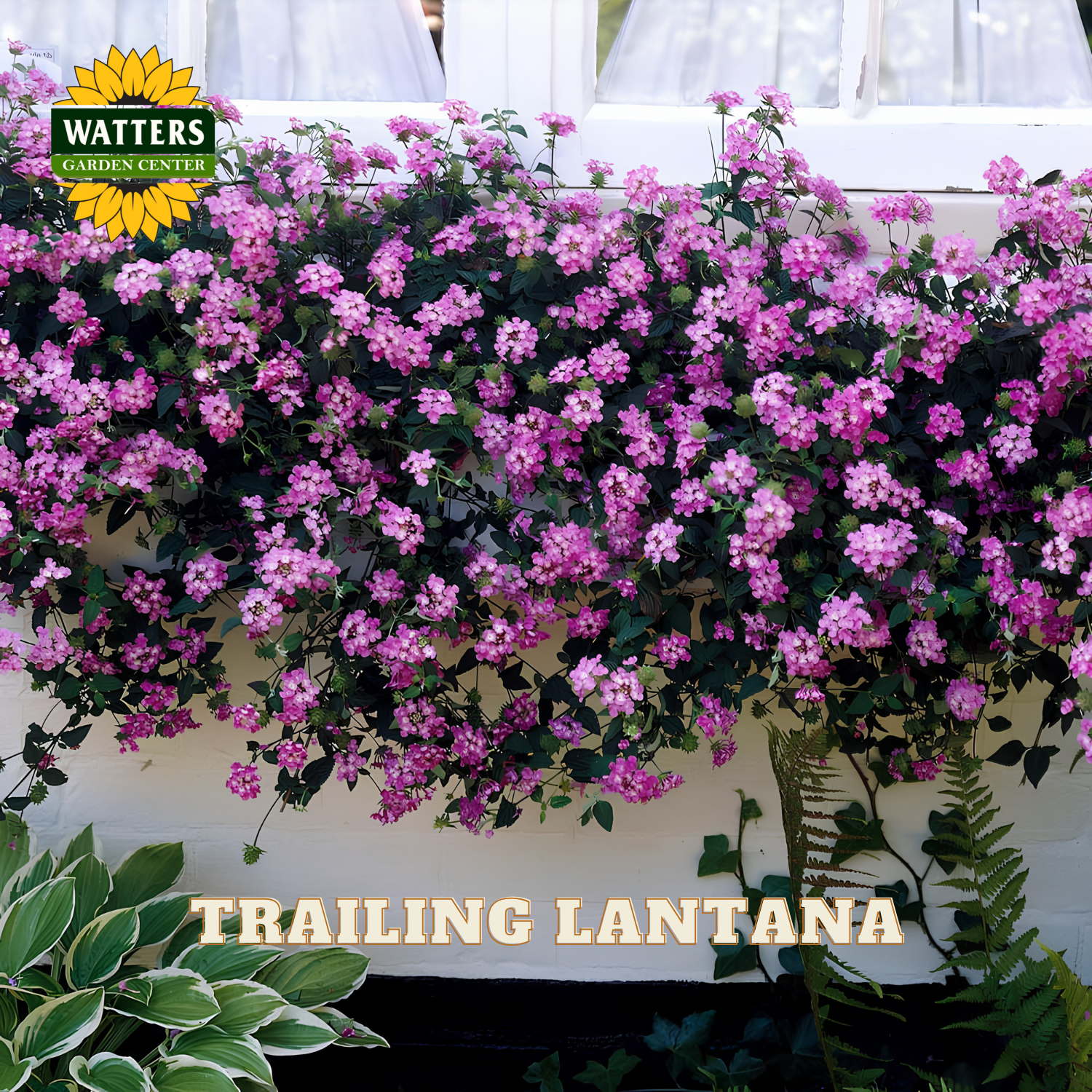 Trailing lantana plant with pink flowers in a garden setting, featuring Watters Garden Center branding.