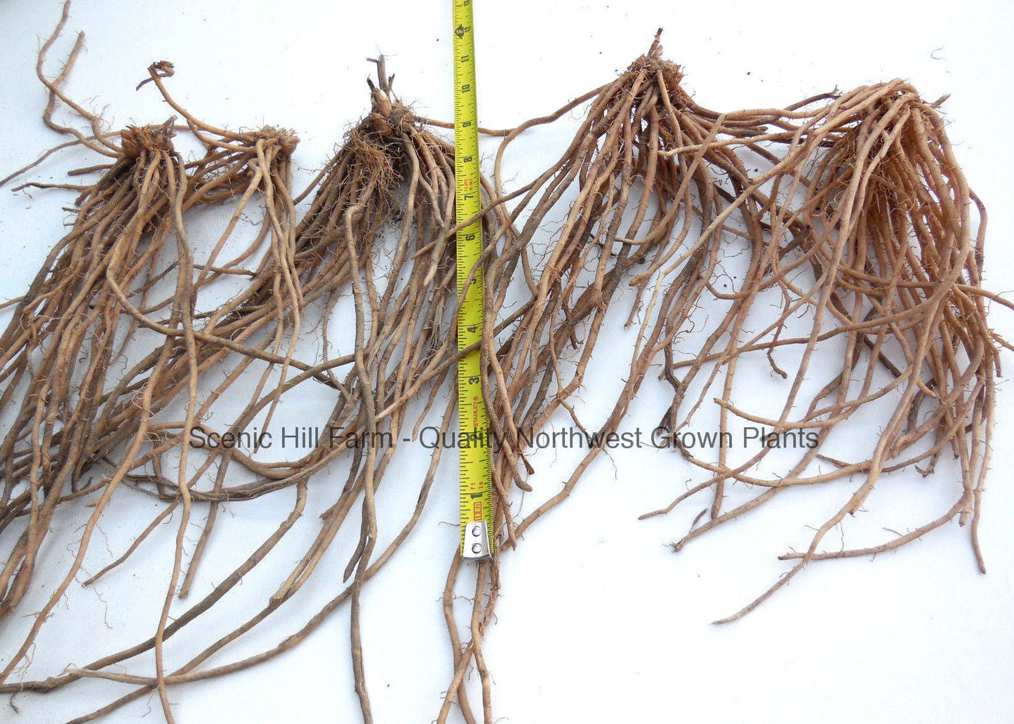 ***Purple Passion Asparagus... Sweeter Than Green Asparagus Asparagus Crowns