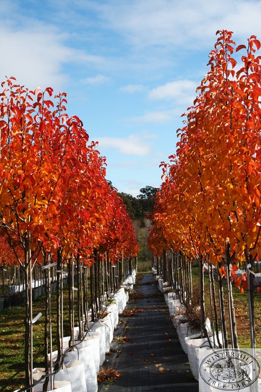 CHANTICLEER FLOWERING PEAR TREE 10gal