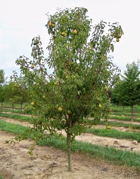 RED BARTLETT PEAR TREE 5gal